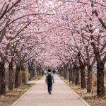 군포 철쭉동산 핑크빛 철쭉 길 산책로 풍경