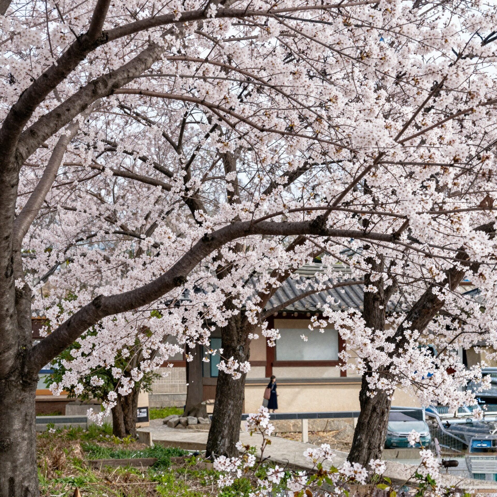 서산 개심사 청벚꽃이 만개한 모습, 연둣빛 꽃이 사찰 건물과 조화를 이루고 있음