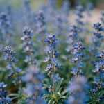 푸른 수레국화가 활짝 핀 정원 풍경, 푸른 꽃잎이 햇빛에 반짝인다