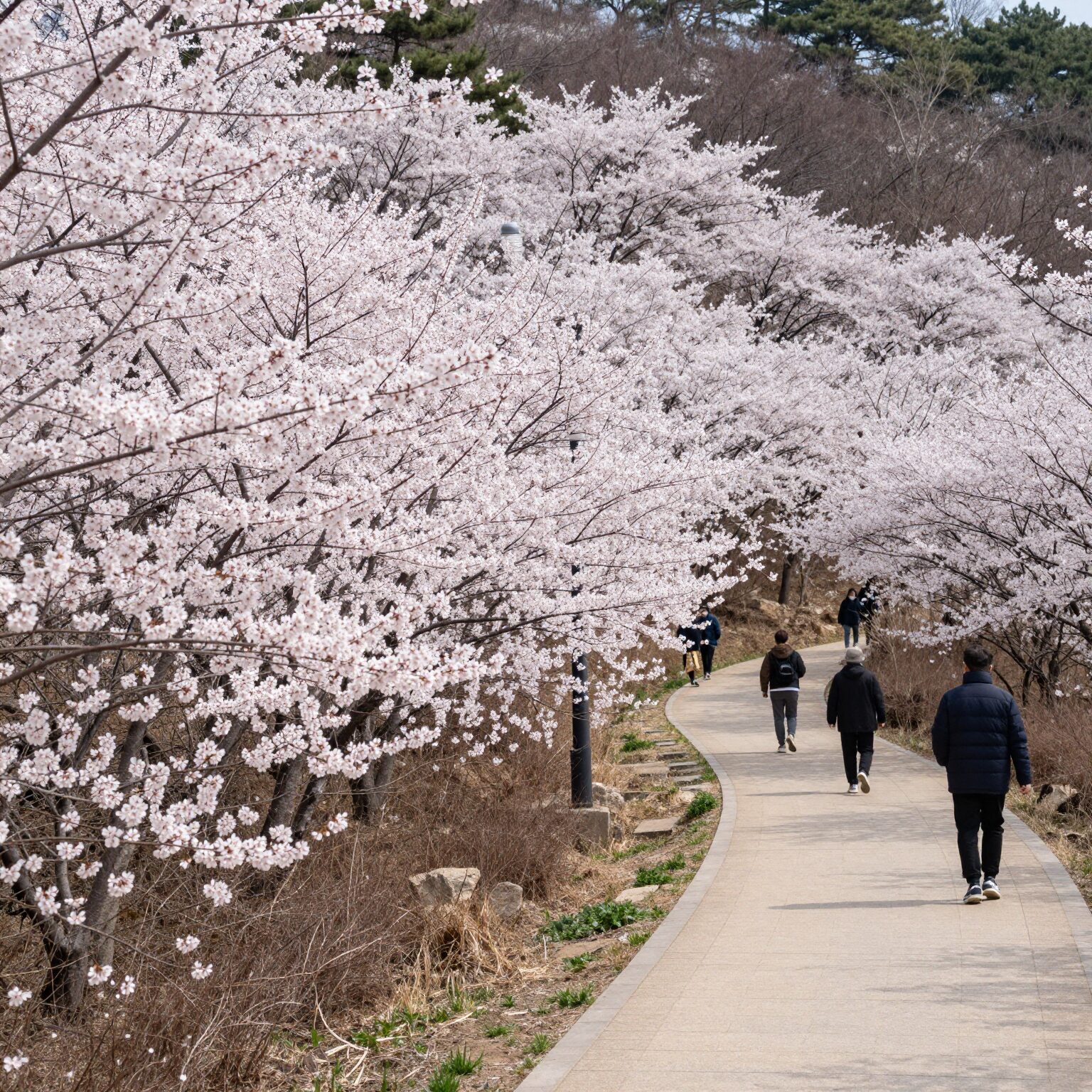 부산 대저생태공원 넓은 유채꽃밭과 산책로 풍경