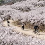 부산 대저생태공원 넓은 유채꽃밭과 자전거를 타는 사람들