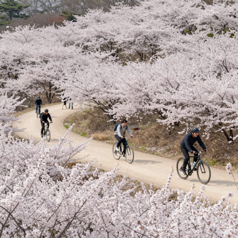 부산 대저생태공원 넓은 유채꽃밭과 자전거를 타는 사람들
