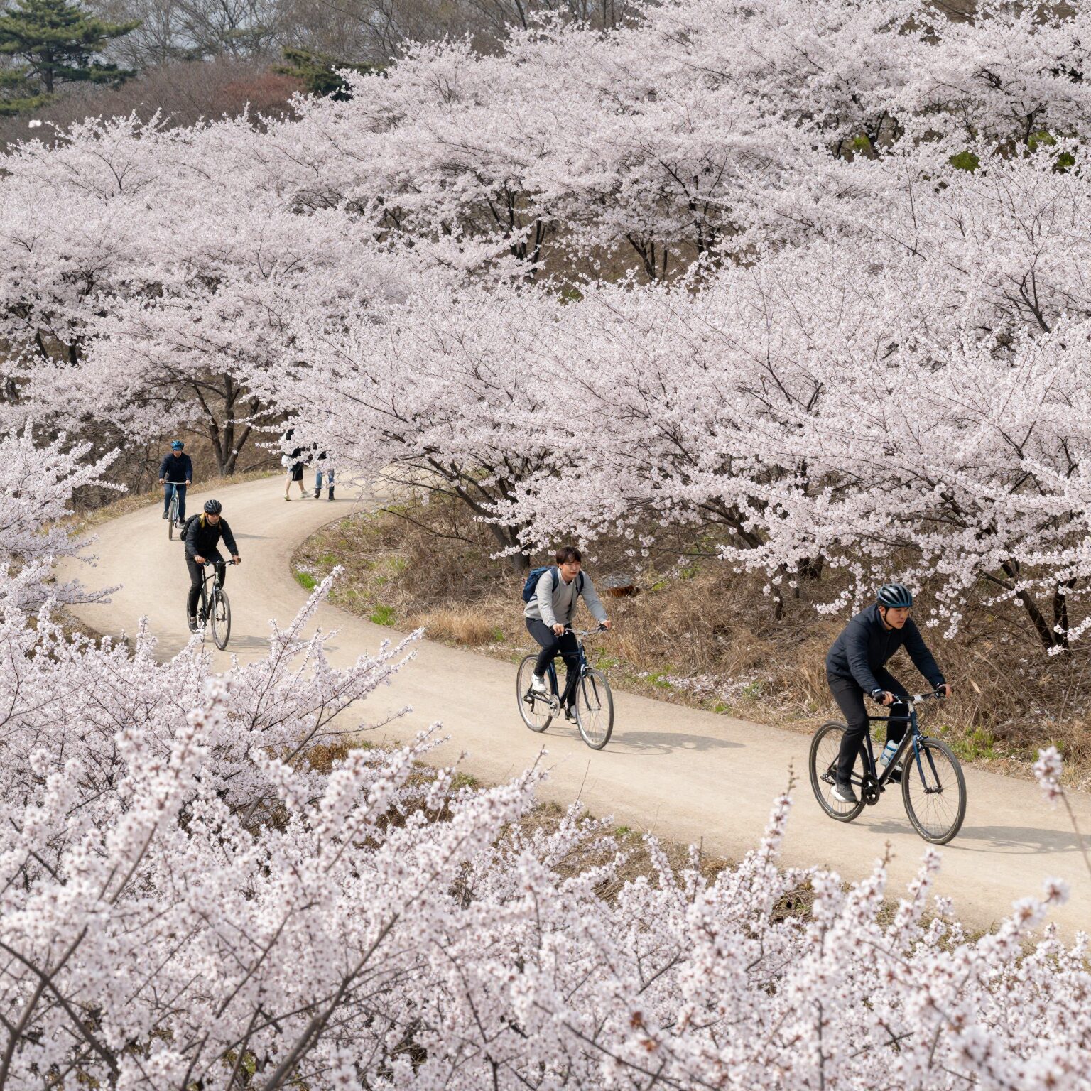부산 대저생태공원 넓은 유채꽃밭과 자전거를 타는 사람들