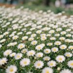 햇빛을 받아 반짝이는 데이지꽃 화단 풍경