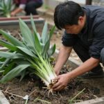 봄날 장가르기와 집에서 만드는 된장 비결 장독에서 메주를 조심스럽게 건져내는 모습