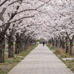 삼선산수목원의 길게 뻗은 왕겹벚꽃 터널과 출렁다리 풍경