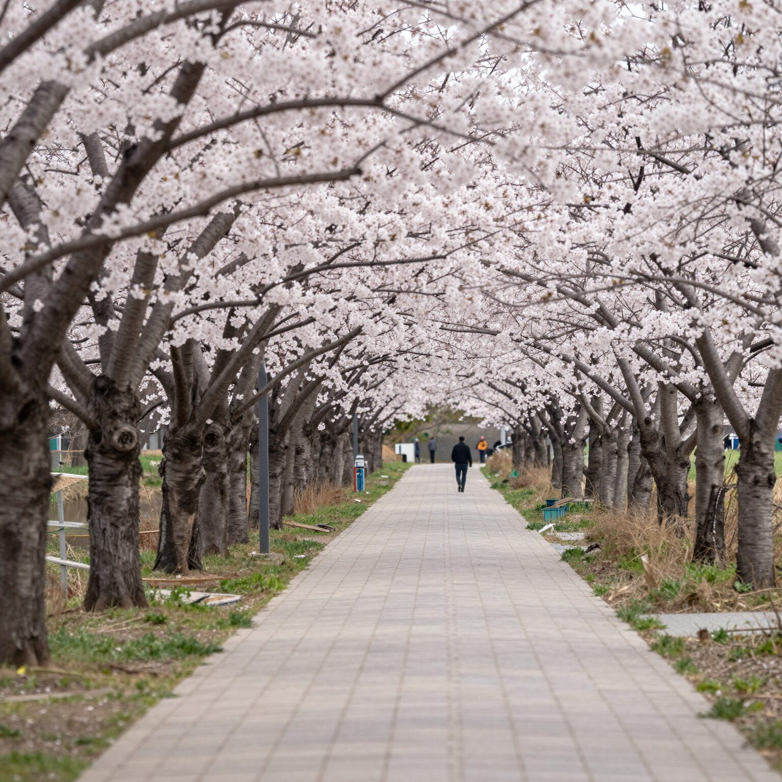 삼선산수목원의 길게 뻗은 왕겹벚꽃 터널과 출렁다리 풍경