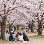 잘 가꿔진 정원에 핀 분홍색 겹벚꽃나무와 그 아래 피크닉을 즐기는 사람들