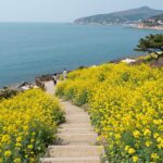 남해 두모마을 전망대에서 바라본 계단식 노란 유채꽃밭과 푸른 바다 풍경