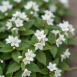 순백색 치자꽃이 활짝 핀 모습, 윤기 나는 진녹색 잎사귀와 대비를 이루며 강한 향기를 발산하는 모습