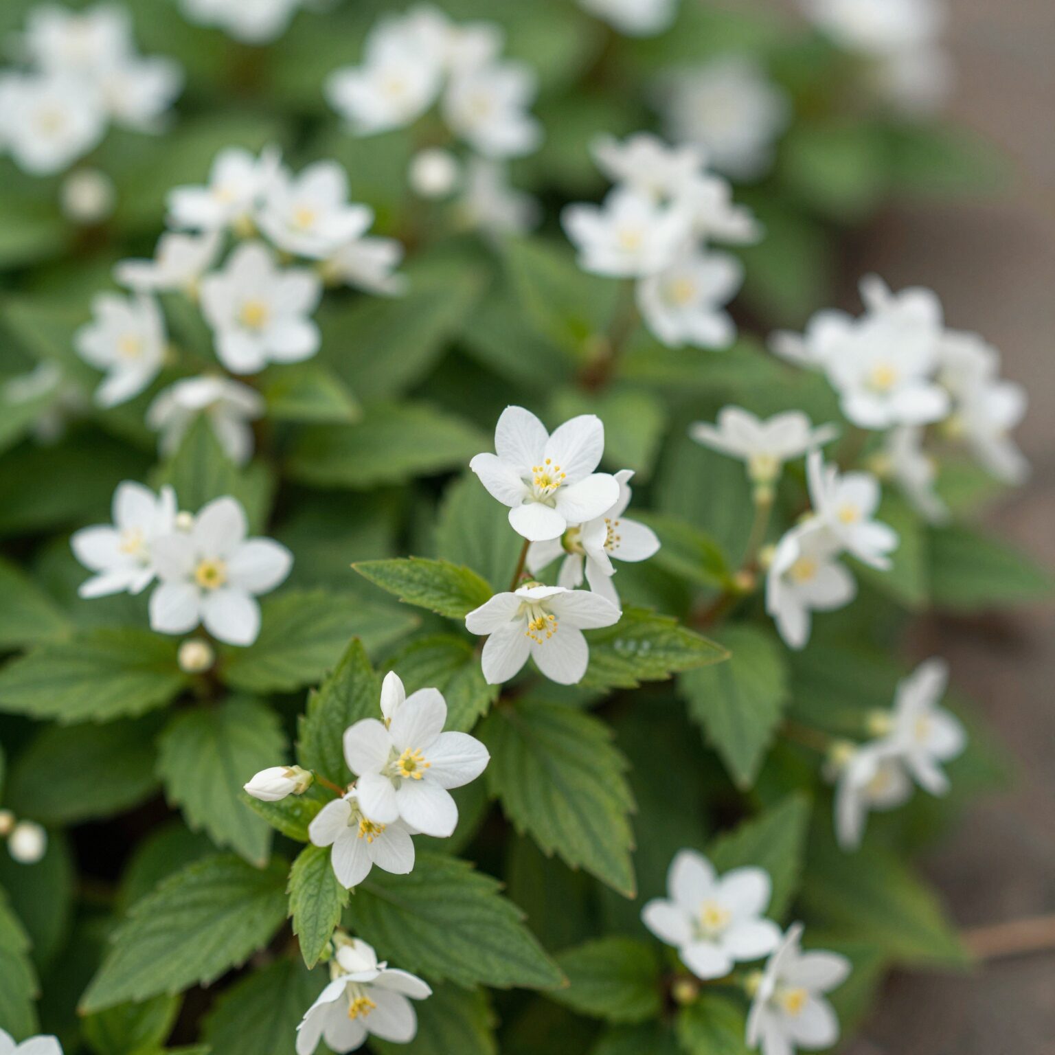 순백색 치자꽃이 활짝 핀 모습, 윤기 나는 진녹색 잎사귀와 대비를 이루며 강한 향기를 발산하는 모습