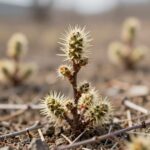 봄 들판에 자라는 가시나무와 그 어린 순 가시나물 클로즈업 사진