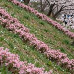 2026년 4월 16일 군포 철쭉동산 개화 초기 모습, 초록 언덕에 점점이 핀 분홍색 철쭉과 진달래