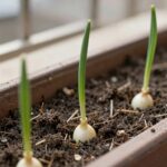 집에서 양파 키우기 심는 시기부터 수확까지 베란다 창가 화분에서 자라는 양파 모종과 싹