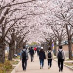 경주 불국사 왕벚꽃길에 핀 진분홍색 겹벚꽃과 산책하는 사람들