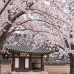 경주 불국사 배경에 핑크빛 겹벚꽃이 풍성하게 핀 모습