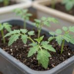 화분에 심겨진 건강한 방울토마토 모종, 잎이 짙은 초록색이고 줄기가 굵음