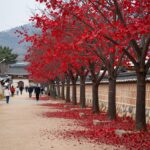 금산 홍도마을 붉은 홍도화 가로수 길 풍경