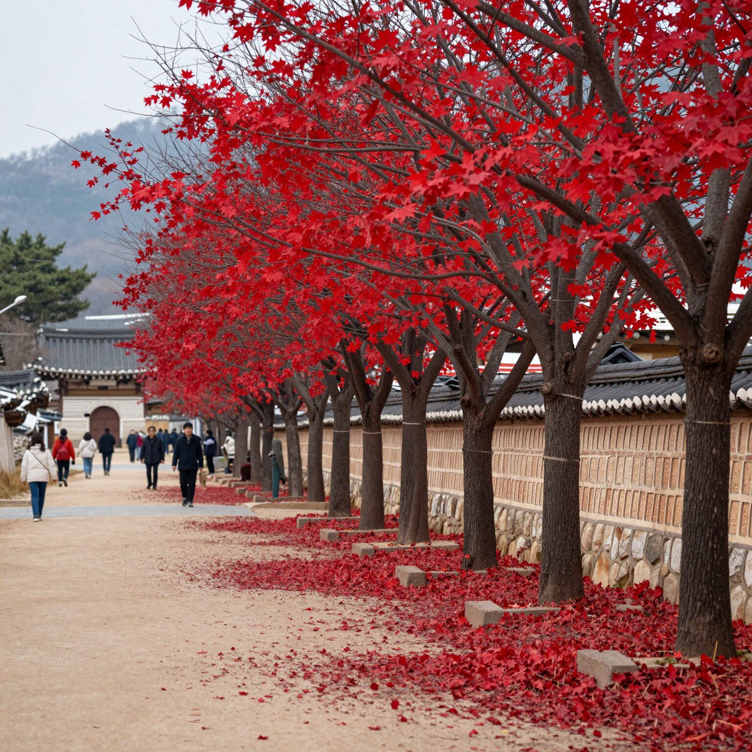금산 홍도마을 붉은 홍도화 가로수 길 풍경