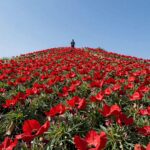황매산 정상에 펼쳐진 넓은 진달래 군락의 전경, 붉은 꽃밭과 푸른 하늘이 조화를 이룬 모습