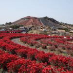 완주 화산꽃동산의 만개한 붉은 철쭉과 정자가 보이는 전경