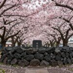 2026년 제주 겹벚꽃 명소와 맛집 여행기 제주 조천 감사공묘역의 진분홍색 겹벚꽃과 검은 돌담이 어우러진 봄 풍경