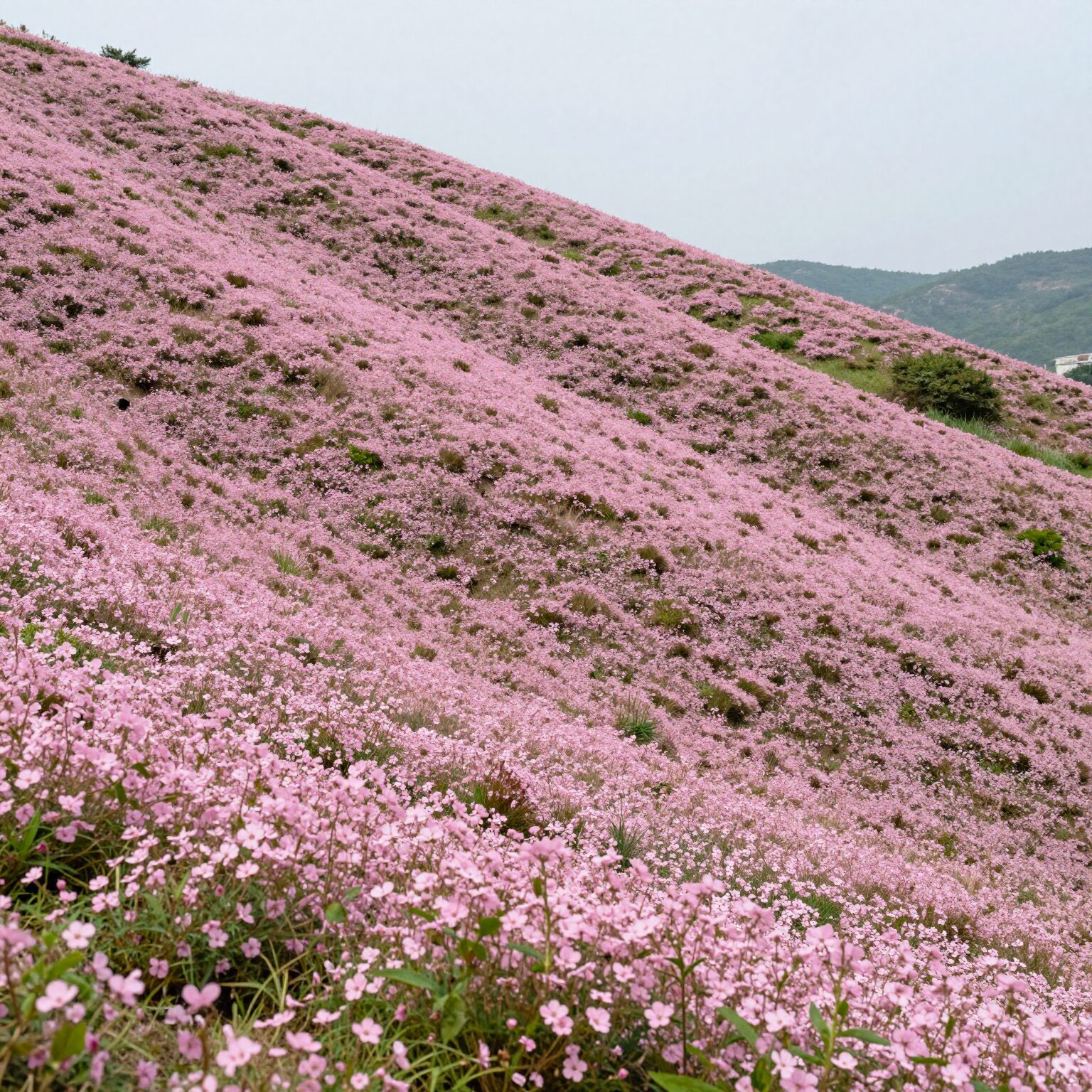 진안꽃잔디동산 전경, 분홍색 꽃잔디가 산비탈을 덮고 있는 광활한 풍경