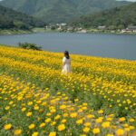 구례 지리산치즈랜드 노란 수선화가 핀 초원 풍경과 구만저수지 배경