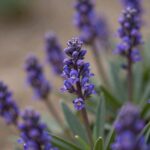 족제비싸리 꽃이 핀 모습, 보라색 꽃이 가지에 빽빽하게 달려 있다