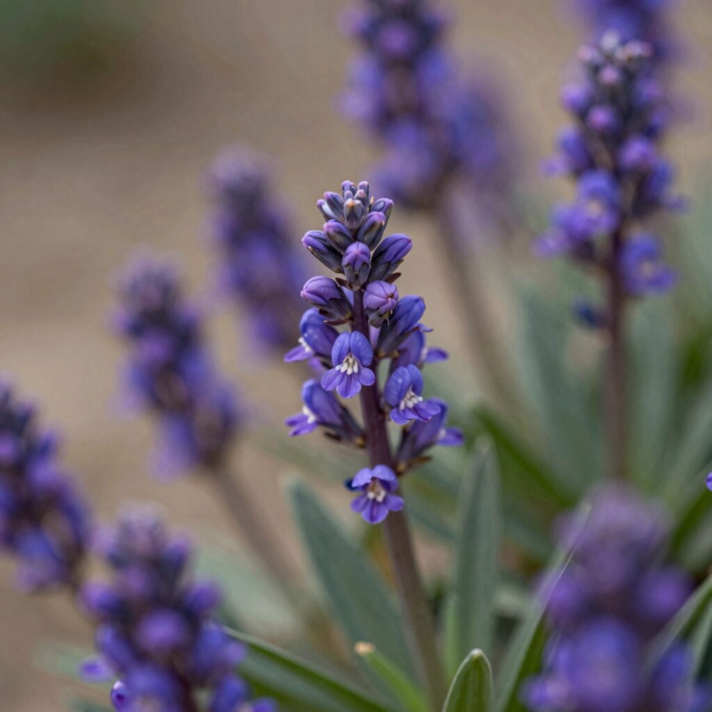 족제비싸리 꽃이 핀 모습, 보라색 꽃이 가지에 빽빽하게 달려 있다