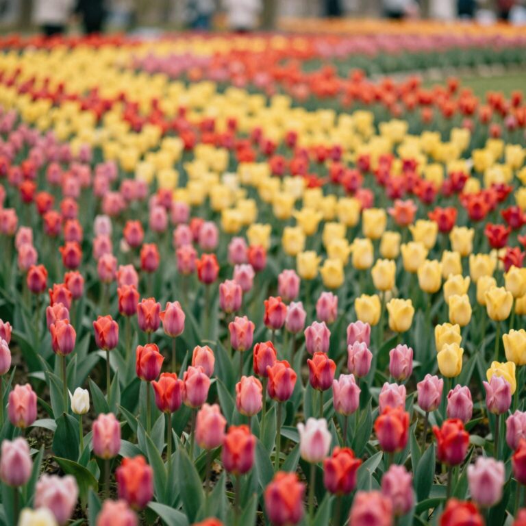 대전 오월드 플라워랜드에 핀 다양한 색상의 튤립 꽃밭 풍경