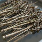 데쳐서 찬물에 헹군 후 물기를 뺀 엄나무순 나물