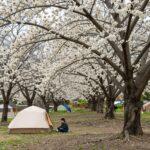 홍천 알지캠프266 캠핑장의 배나무와 배꽃 풍경