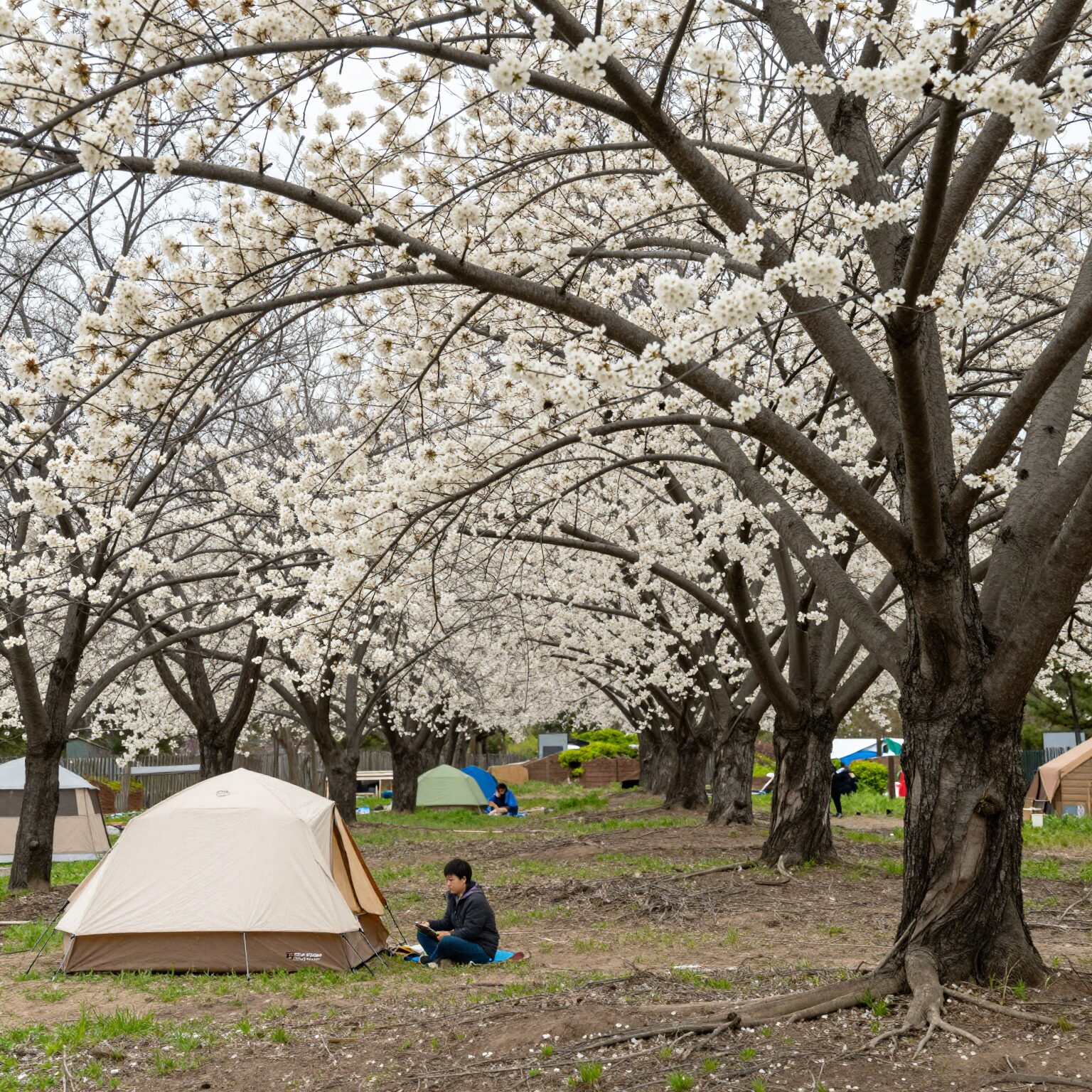 홍천 알지캠프266 캠핑장의 배나무와 배꽃 풍경