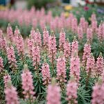 분홍색 패랭이꽃이 만발한 정원 풍경