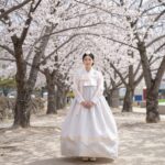 장미 조팝나무 키우기와 봄철 관리 방법 장미 조팝나무 순치기 후 정돈된 모습, 가지가 균형 있게 배열됨