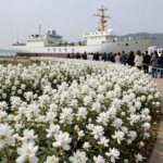 안산 화랑유원지에 마련된 세월호 희생자 합동분양소 외부 전경, 흰 철쭉 꽃이 피어 있는 모습