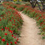 신안 홍매화정원의 붉은 꽃망울과 산책로 풍경