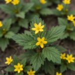 세잎양지꽃의 노란 꽃과 세 장의 잎이 돋아난 모습