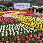 2026 태안 네이처월드 튤립 축제장 전경, 다양한 색깔의 튤립이 카펫처럼 펼쳐져 있음
