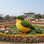 태안 세계튤립공원의 공작새 모양 대형 꽃밭과 전망대 풍경