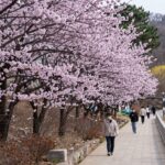 영천 생태지구공원 강변을 따라 펼쳐진 보라색 유채꽃밭과 산책로