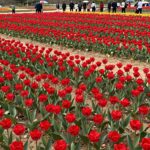 2026년 5월 하동 북천 꽃양귀비 축제 붉은 꽃밭 풍경