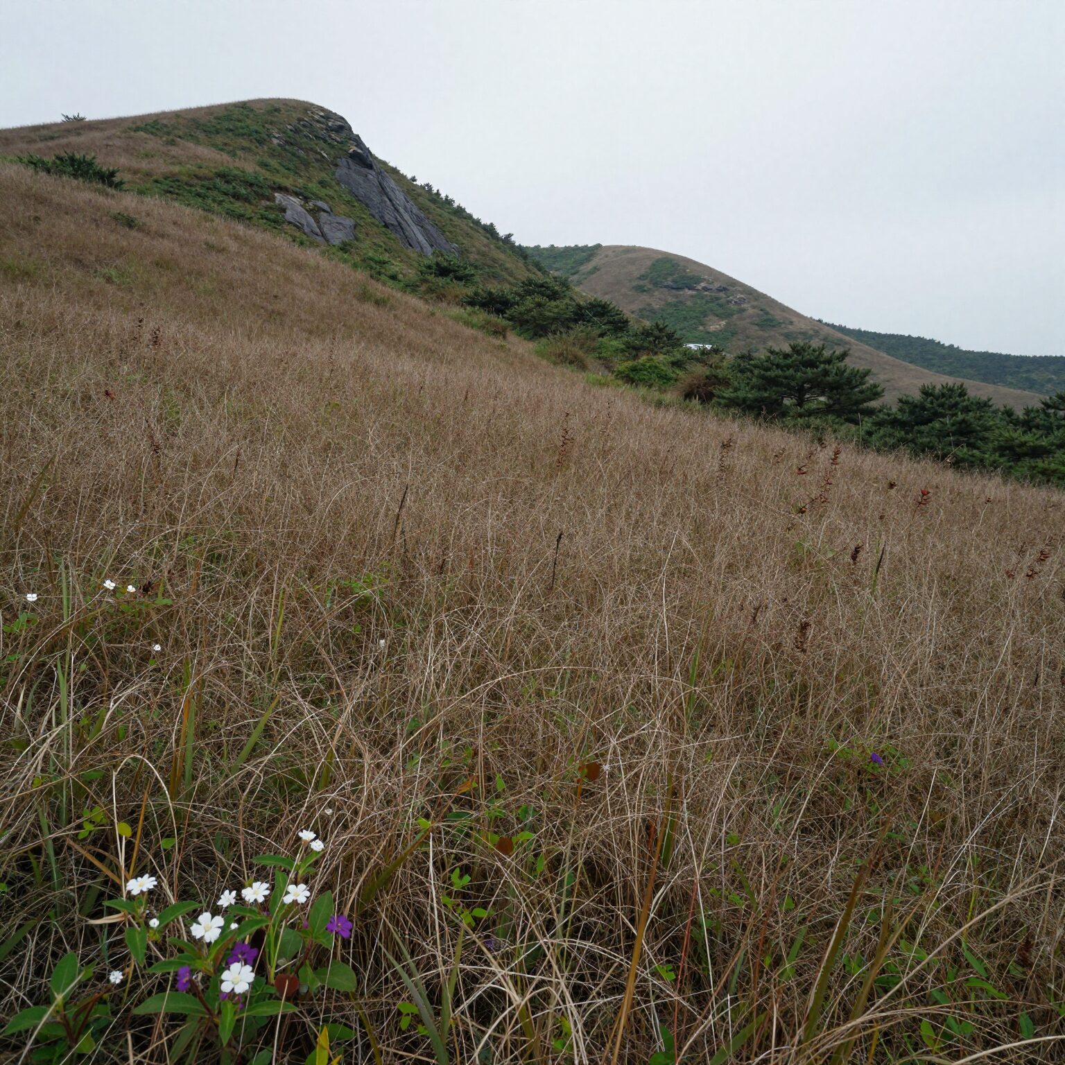 지리산 자락에 펼쳐진 야생차밭 풍경