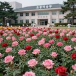 광주 장미축제 조선대 장미원 개화시기 조선대학교 장미원 전경, 활짝 핀 분홍색과 빨간색 장미들이 캠퍼스를 가득 채우고 있다.