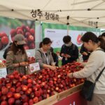 성주 참외축제 2026 일정과 공연 정보 성주 참외축제 참외 시식 부스에서 참외를 고르는 방문객들의 모습