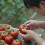 방울토마토 곁순 제거 모습과 올바른 손질 방법