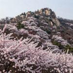 2026 영주 소백산 철쭉제 연화봉 철쭉 군락 능선 전경